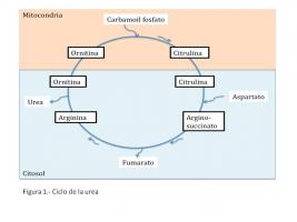 esquema del metabolismo simptoms